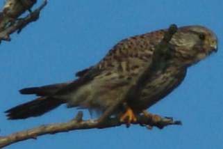 Falco naumanni - Rötelfalke
